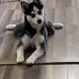 Pomskies from Pomsky Of Slidell