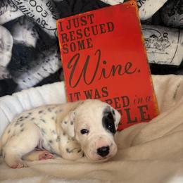 Pino - White and black male Dalmatian puppy in Claremore, Oklahoma from Lotsofdots Dalmatians