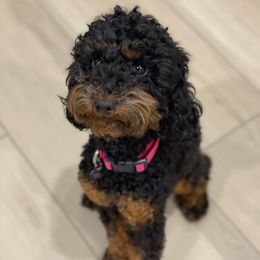 Harley - Poodle