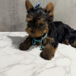 Bentley - Black and gold male Yorkshire Terrier puppy in Maple Heights, Ohio from Yorkiesllc