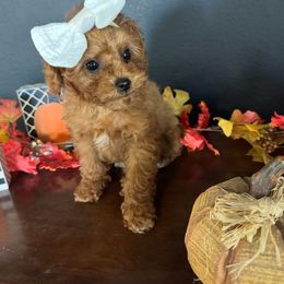 Kiwi - Red  female Poodle puppy in Huntington, Utah from Krispydoodle