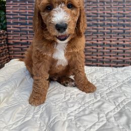 Goldendoodle Puppies from Coral Gables Doodles