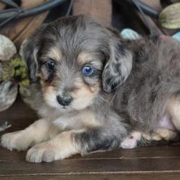 Yankee BMF brightest copper - Blue merle female Aussiedoodle puppy in Lawton, Oklahoma from Lindsey’s Aussies