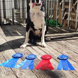 Border Collies from WRC Farms