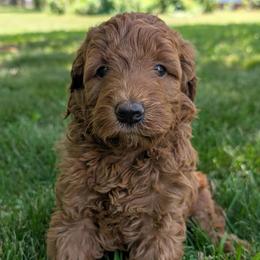 Pink - Red  female Goldendoodle puppy in Midland, North Carolina from Alger Farm, LLC