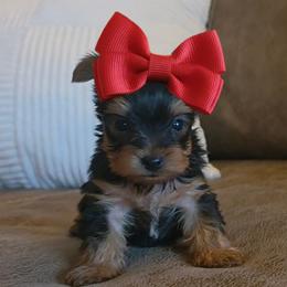 Yorkshire Terrier Puppies from 5 River Puppies