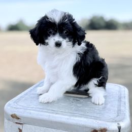 Blue collar (Toy) - Black and white male Aussiedoodle puppy in 32046, Florida from River Hill Ranch