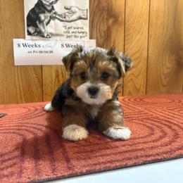 Girl 2 - Parti female Yorkshire Terrier puppy in Bear Creek, North Carolina from Yorkie Time