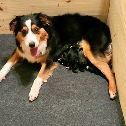 Miniature Australian Shepherds from Little Wabash C M Pretty Aussies