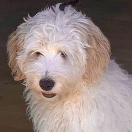 Cavapoos and Goldendoodles from Makewayfordoodles!