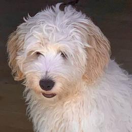 Cavapoos and Goldendoodles from Makewayfordoodles!