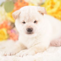 Akemi 🩵 Cream boy - Cream male Shiba Inu puppy in Neosho, Missouri from Sunny Terrace Shibas