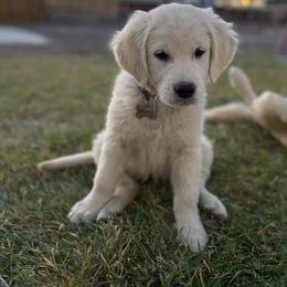 Golden Retriever Puppies from Castle Country Companions