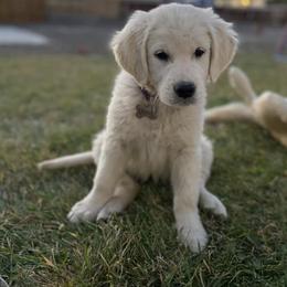 Golden Retriever Puppies from Castle Country Companions