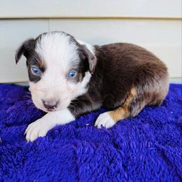 Hunter - Red tri-color male Australian Shepherd puppy in Charlotte, North Carolina from Awesome Aussies