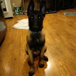 Belgian Malinois Puppies from MonStar Malinois