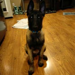 Belgian Malinois Puppies from MonStar Malinois