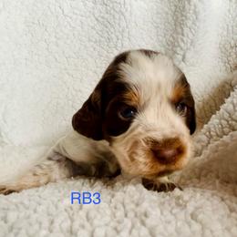 RB3 - Tri-Roan male English Springer Spaniel puppy in Britton, South Dakota from K&S Canines