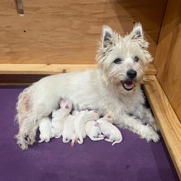 Boy 1 - White male West Highland White Terrier puppy in Idabel, Oklahoma from Ravens Nest Westies