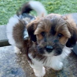 Dylan - Chocolate and white male Havapoo puppy in Roseburg, Oregon from Sharon’s Sheepadoodle’s