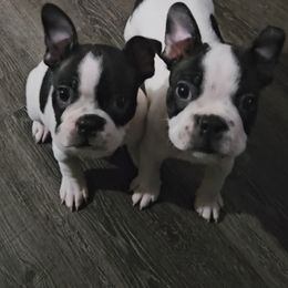 American Bully and Boston Terrier Puppies from Greenberg's Boston Terriers & Bullies of Metro Detroit
