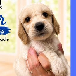 1400.00 Casper: Blue Collar - Parti male Goldendoodle puppy in Raceland, Louisiana from Cajun Doodles