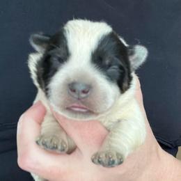 Boy 2 - Blue male Australian Cattle Dog puppy in Irvington, Kentucky from Dry Valley’s Australian Cattle Dogs