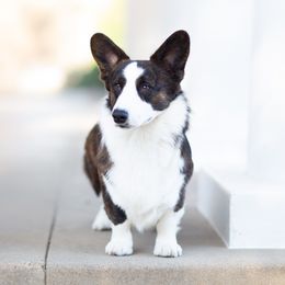 Dayton  - Cardigan Welsh Corgi