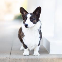 Dayton  - Cardigan Welsh Corgi