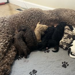 Goldendoodle puppies from Dandelion Lane Doodles