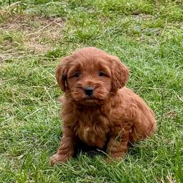 Belle - Red  female Goldendoodle puppy in Bells, Texas from Partridge Doodles and Poodles