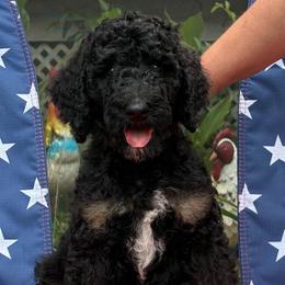 Phantom Boy 1 - Phantom male Poodle puppy in Jesup, Georgia from Altamaha Mud Poodles LLC.
