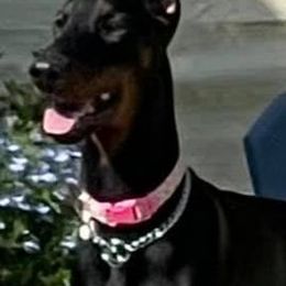 Doberman Pinschers from Kiziah Dobermans