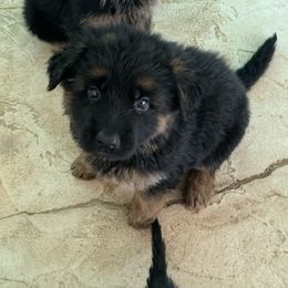 German Shepherd Puppies from Vom Kirsys German Shepherds