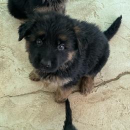 German Shepherd Puppies from Vom Kirsys German Shepherds
