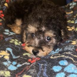 Theodore 1500 - Black and tan male Yorkipoo puppy in Gastonia, North Carolina from Dynasty Kennel