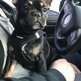 French Bulldog Puppies from Wind Ridge Frenchies