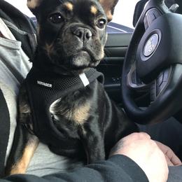 French Bulldog Puppies from Wind Ridge Frenchies