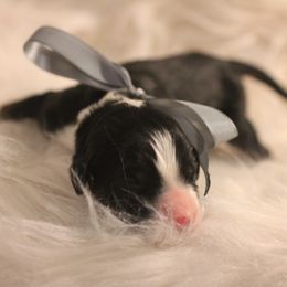 Bernedoodle, Goldendoodle, and Poodle Puppies from DN Poodles and Doodles
