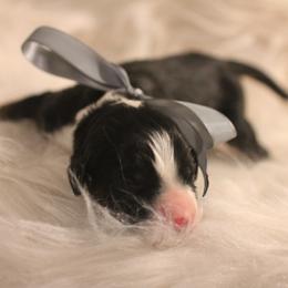 Bernedoodle, Goldendoodle, and Poodle Puppies from DN Poodles and Doodles