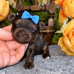 Luca - Chocolate and tan male Yorkshire Terrier puppy in Howe, Oklahoma from Ray Holder