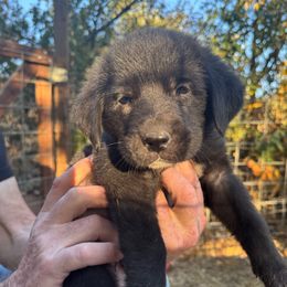 Pepper - Black female Newfoundland puppy in Yreka, California from Lisa Kennedy