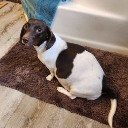 Carley - Dachshund