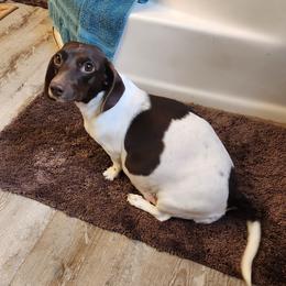 Carley - Dachshund