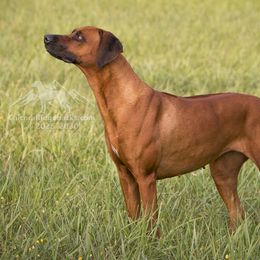 Rhodesian Ridgebacks from Chicora Rhodesian Ridgebacks