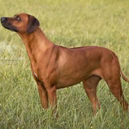 Rhodesian Ridgebacks from Chicora Rhodesian Ridgebacks