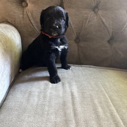 Bernedoodle, Goldendoodle, and Sheepadoodle Puppies from Dhalia’s Doodles