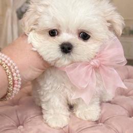 Tiana - White female Maltese puppy in San Diego, Temecula, Ontario, California from Yorkie & Maltese Royalty