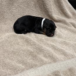 White Collar - Black and red female German Shepherd puppy in Yelm, Washington from Squires Farm and Ranch, Vom Haus Squires