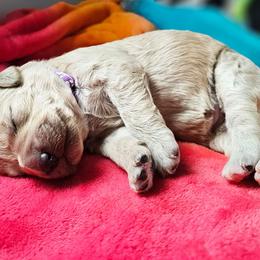 Tootsie - Apricot female Goldendoodle puppy in Harris County, Texas from Cute & Curly Doodles